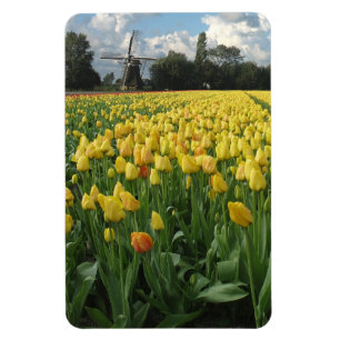 Gelbes Tulpe-Blumen-Feld Holland Magnet