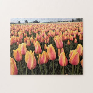 Gelbes und rosa Tulip Field, Oregon