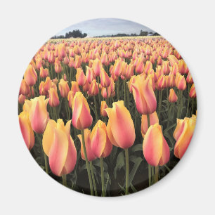 Gelbes und rosa Tulip Field, Oregon Magnet