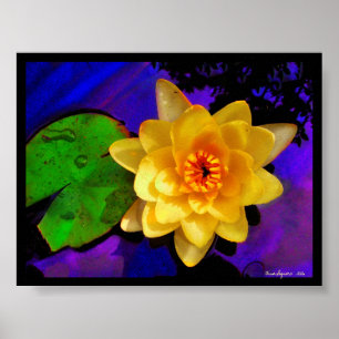 GELBES WASSER-LILIE,           DRUCK POSTER
