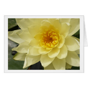 Gelbes Wasser-Lilien-Karte