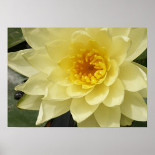 Gelbes Wasser-Lilien-Plakat Poster