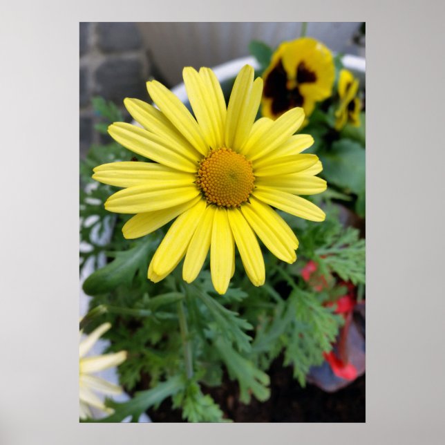 Gelbfärbung Poster (Vorne)