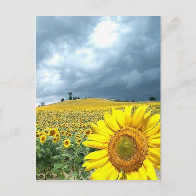 Gelbfeld Postkarte (Vorderseite)