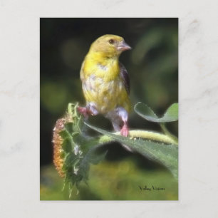 Gelbfinch Postkarte