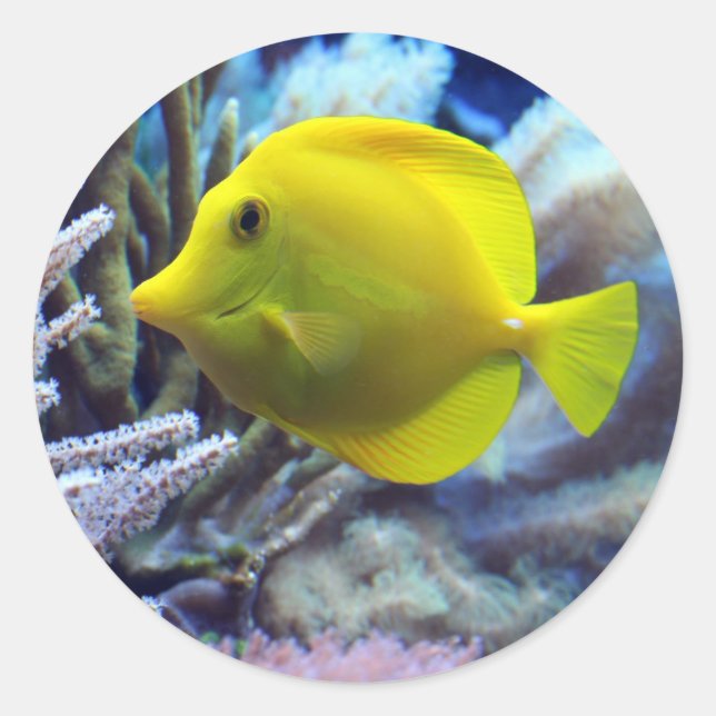 Gelbfisch Runder Aufkleber (Vorderseite)