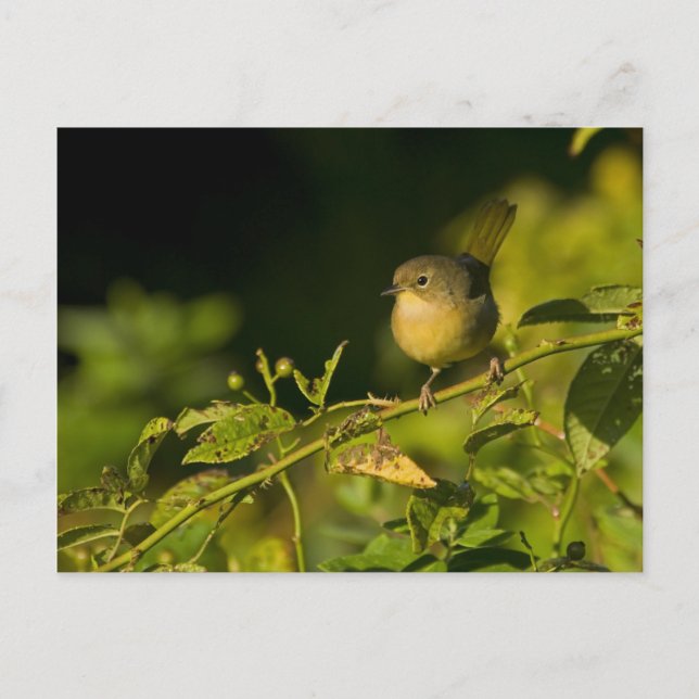 Gelbfliege Postkarte (Vorderseite)