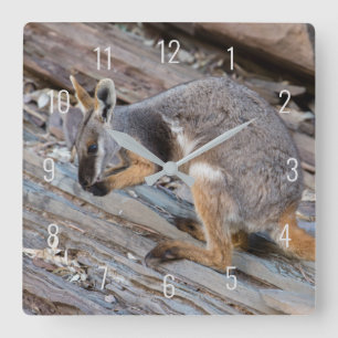 Gelbfuß-Fels-Wallaby-Känguru Australien Quadratische Wanduhr