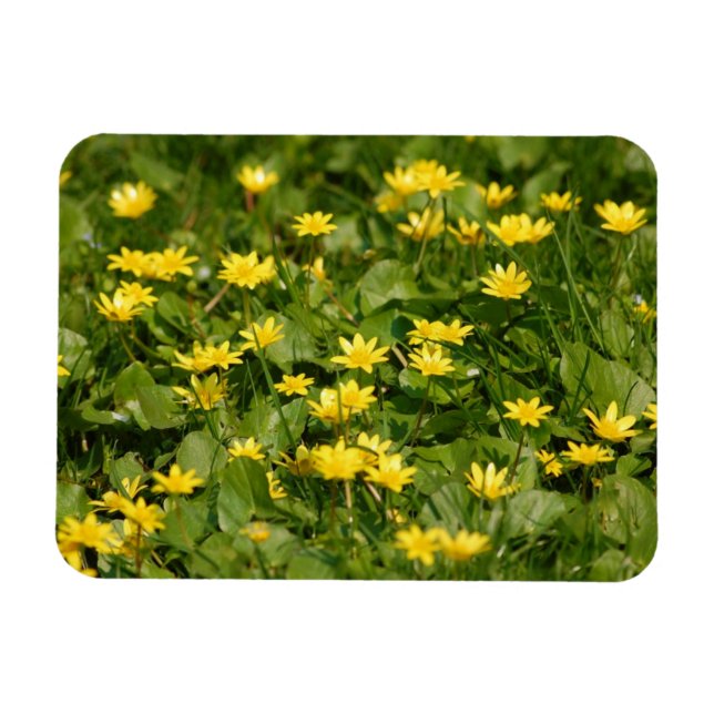 Gelbgelbe Blume im Gras1957 NATURBLUME Y Magnet (Horizontal)