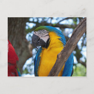 Gelbgrün und blau-tropische Maca Postkarte
