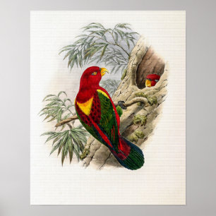 Gelbhauben-Lori von John Gould Poster