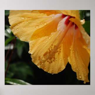 GelbHibiscus70 Poster