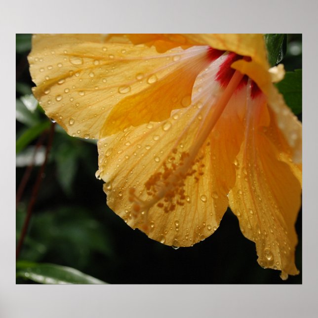 GelbHibiscus70 Poster (Vorne)