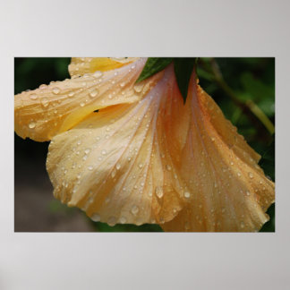 GelbHibiscus75 Poster