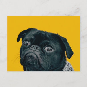Gelbhund Postkarte