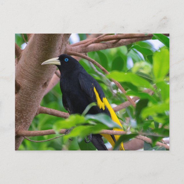 Gelbkauz Postkarte (Vorderseite)