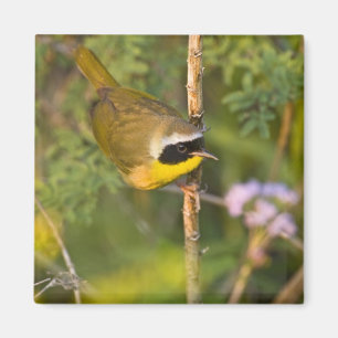Gelbkehl-Gelbsänger (Geothlypis trichas) Männchen, Magnet