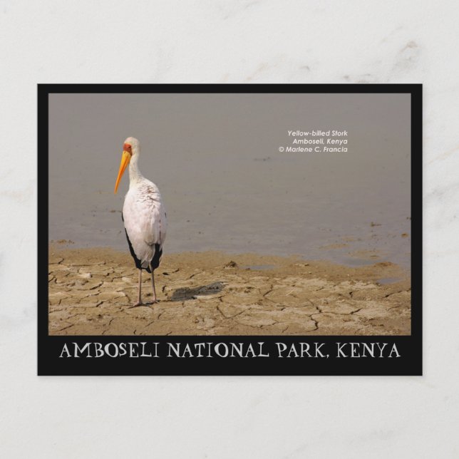 Gelbkraut-Storch, Amboseli-Nationalpark, Kenia Postkarte (Vorderseite)