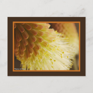Gelborange Torch Lily Blume Nah-Up Foto Postkarte