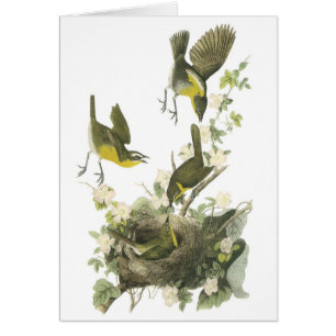 Gelbreasteter Chat von Audubon