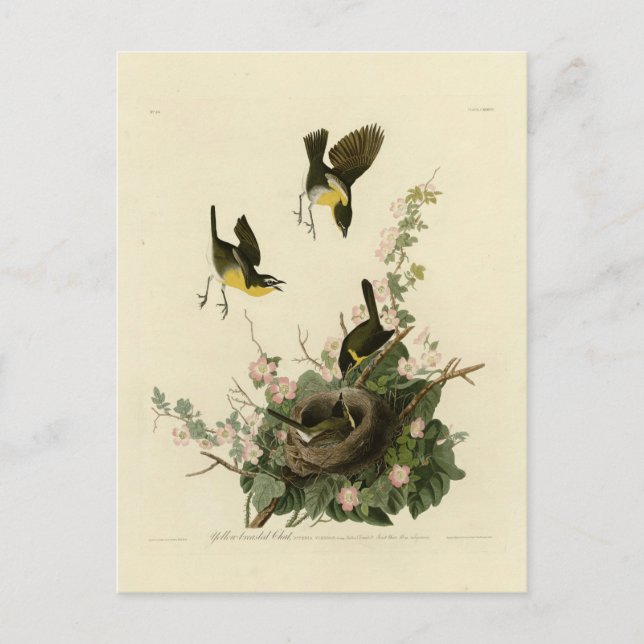Gelbreiher Chat Postkarte (Vorderseite)