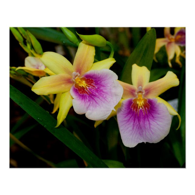 Gelbrosa Lila Miltonia Sunset Orchideen Poster (Vorderseite)
