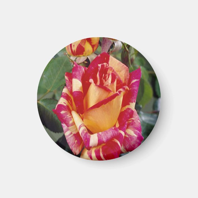 Gelbrosa Roses Magnet (Vorne)