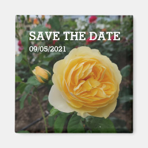 Gelbrose-Blume-Magnet Magnet