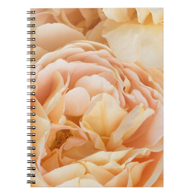 Gelbrose-Blume Notizblock (Vorderseite)