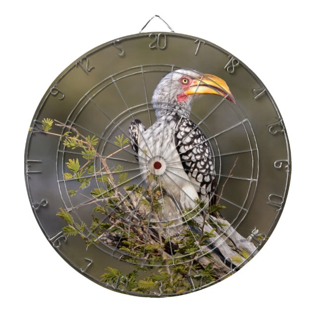 Gelbschnabelhecht Dartscheibe (vorne)