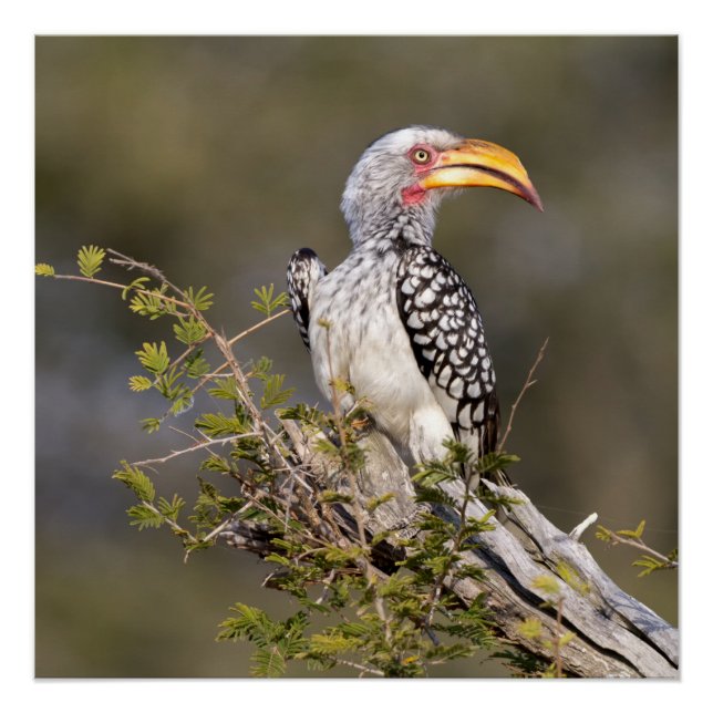 Gelbschnabelhecht Poster (Vorderseite)