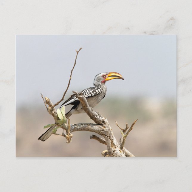 Gelbschnabelhecht Postkarte (Vorderseite)