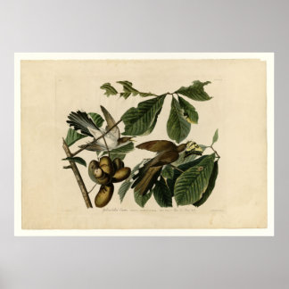 Gelbschnabelkuckoo_Audubon Poster