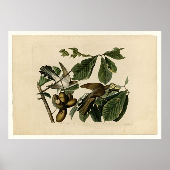 Gelbschnabelkuckoo_Audubon Poster (Vorne)
