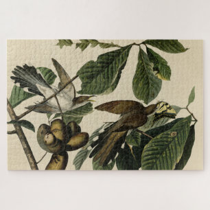 Gelbschnabelkuckuck - Audubons Vögel in Amerika