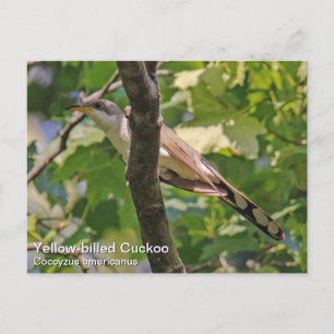 Gelbschnabelkuckuck Postkarte