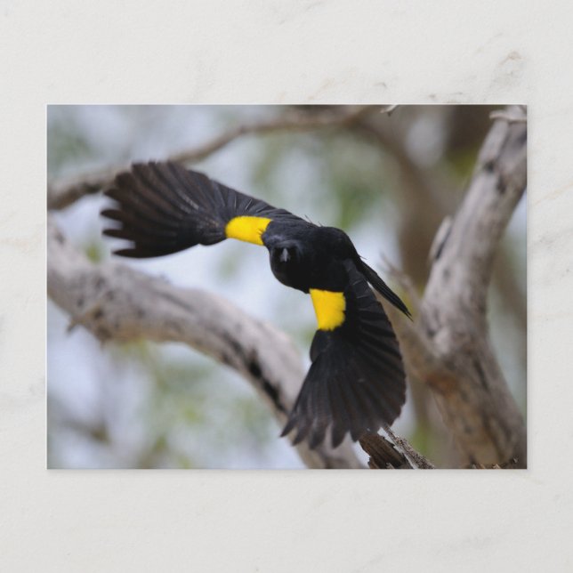 Gelbschulteriger Schwarzvogel im Flug Postkarte (Vorderseite)