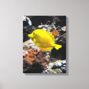 Gelbschwanzfisch Leinwanddruck