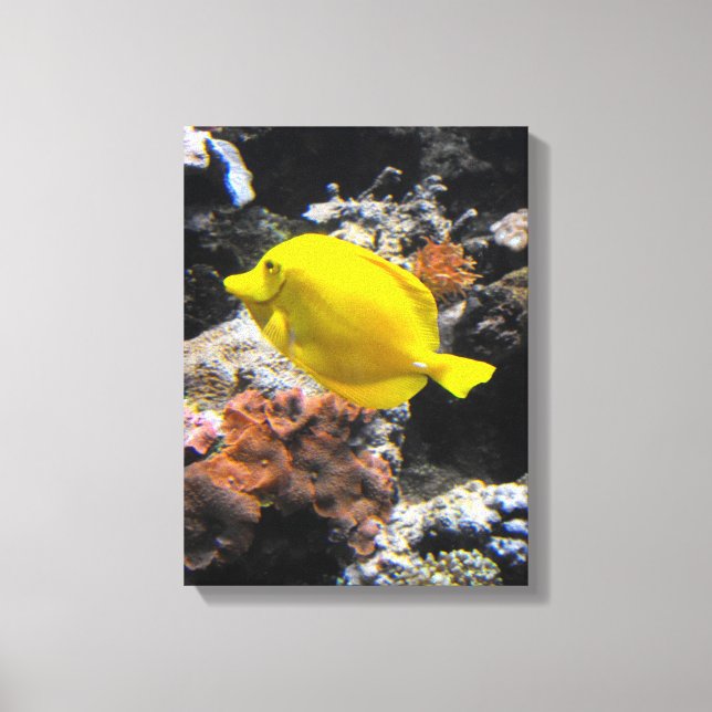Gelbschwanzfisch Leinwanddruck (Vorderseite)