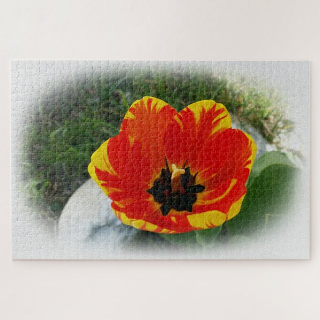 Gelbtulpe (Horizontal)