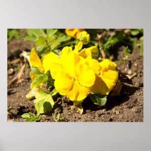 Gelbviolett-Foto Poster