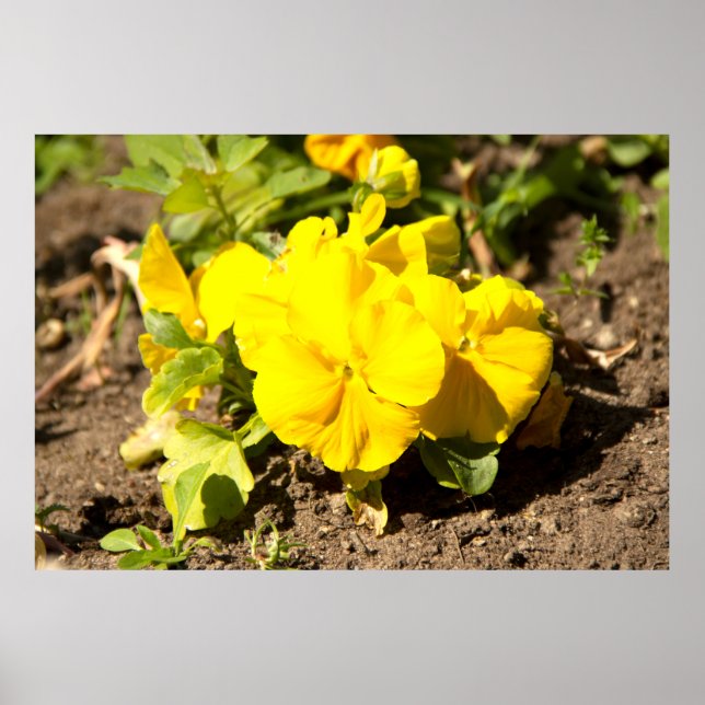 Gelbviolett-Foto Poster (Vorne)