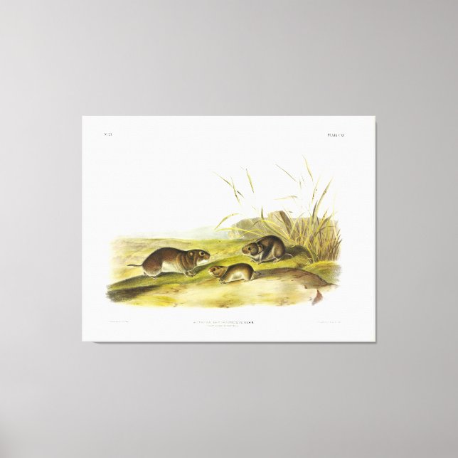 Gelbwangenmäuse, Taiga Vole von Audubon Leinwanddruck (Vorderseite)