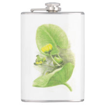 Gelbwasser-Lily-Bleistiftzeichnung