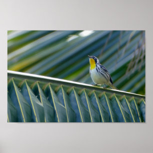 Gelbwurzel in einer Palme Poster