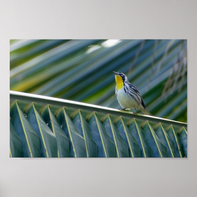 Gelbwurzel in einer Palme Poster (Vorne)