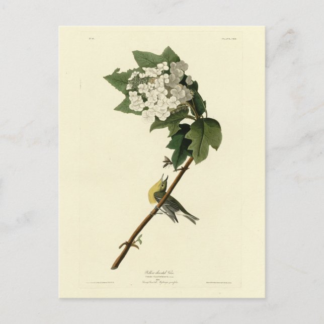Gelbwurzeltiere Vireo, Audubon-Vögel aus Amerika Postkarte (Vorderseite)