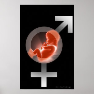 Gelegtes Fötus über den männlichen und weiblich Poster