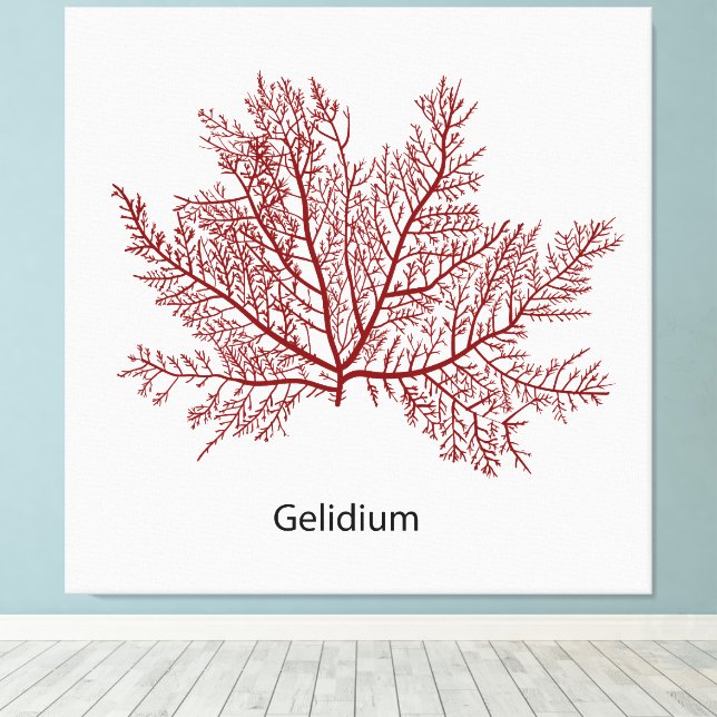 Gelidium-Algen Leinwanddruck (Insitu (Holzboden))
