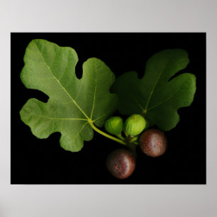 Gelinis Feigenbaumkunst Print Poster